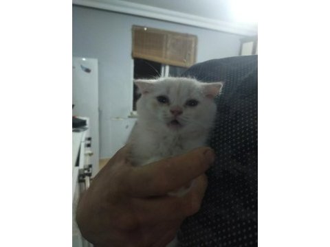 Scottish fold yavrular