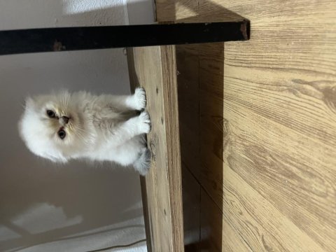 Minik erkek scottish fold oğlum