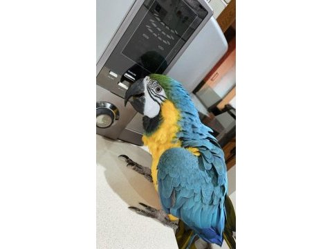 Blue gold macaw evcil
