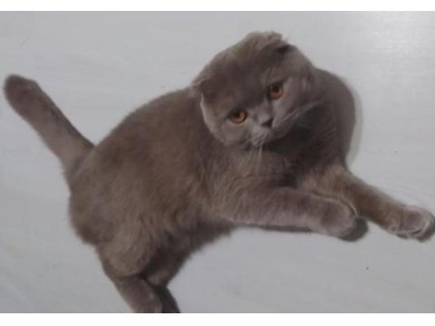 Safkan scottish fold orjinal aa sınıfı