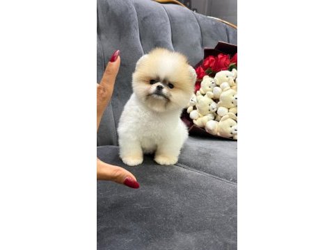 Orjinal pomeranian boo