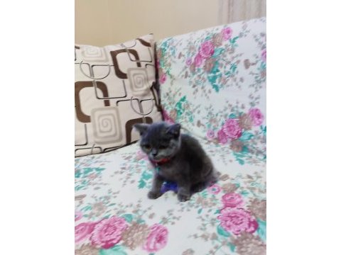 2 aylık erkek british shorthair