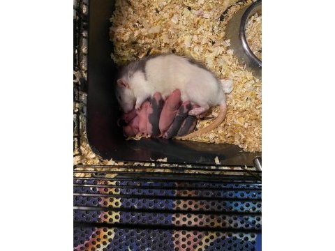 Fareli köyün kavalcısından evcil rat fareleri
