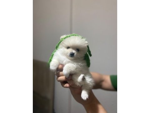 Sevimli pomeranian prenses