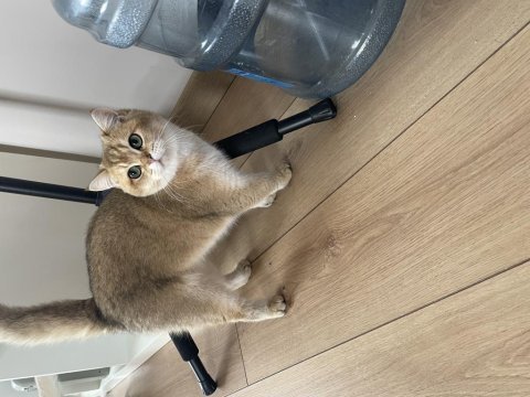 11 aylık british shorthair gold