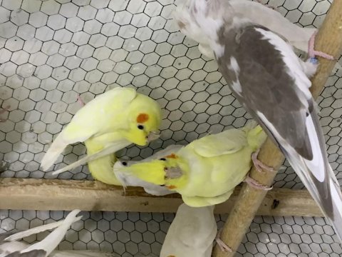 Tüt yapısı muazzam papağanlar