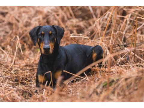 3 aylık dişi doberman