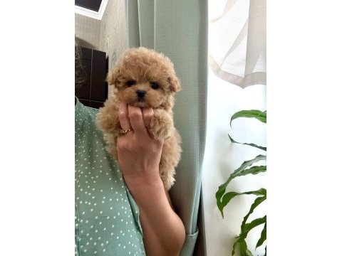 En özel kore maltipoo yavruları