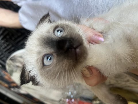 Scottish fold bebeklerimiz yuva arıyor