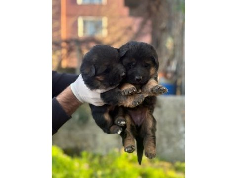 Safkan ömür boyu ırk garantili alman kurdu yavrularımız