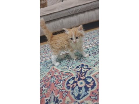 Minik kedilere yuva arıyorum