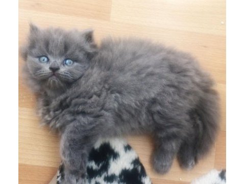 British longhair dişi safkan