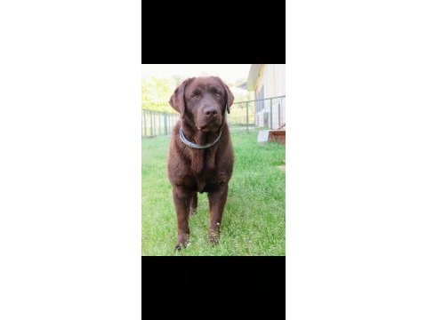 Şecereli çikolata labrador retriever yavrular