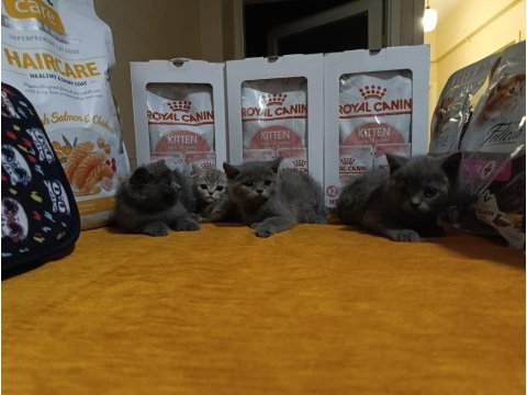 Safkan dişi ve erkek ayıcık surat british bebekler