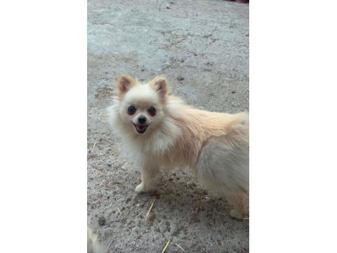 11 aylık pomeranian boo