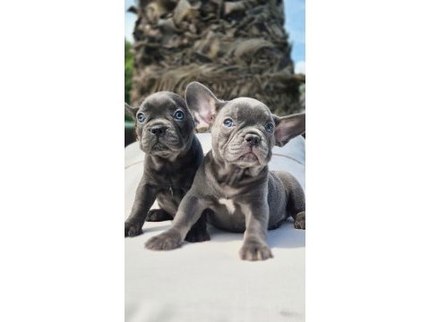 Blue french bulldog yavruları çiftlikten 