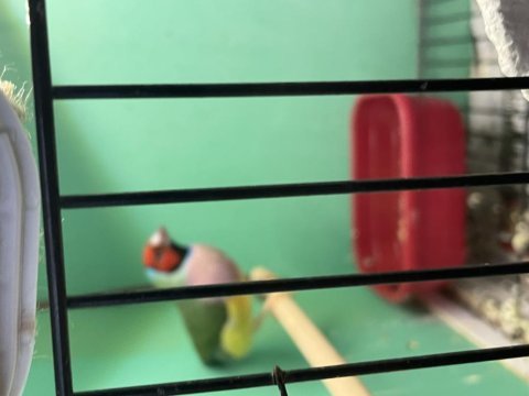 Dişi gökkuşağı ispinoz kırmızı başlı