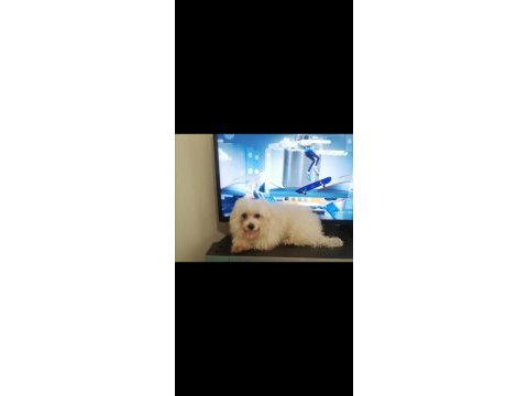 2 yaş dişi sıfır numara maltese terrier