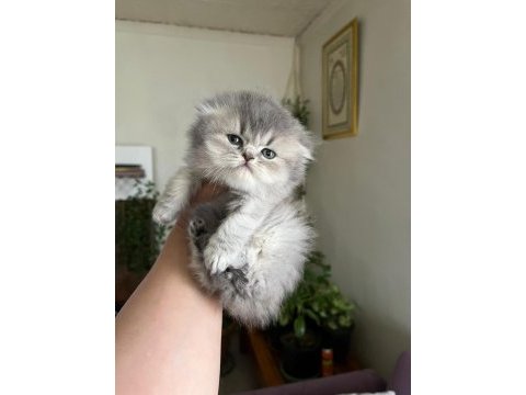 Scottish fold ve scottish straight dişi ve erkek