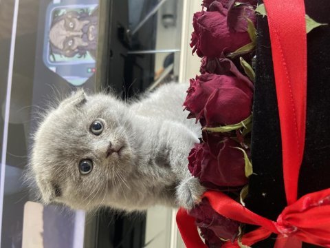 Scottish fold dişi erkek yavrular