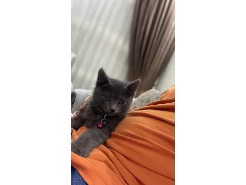 Acil sahiplenmesi lazım kedimizin