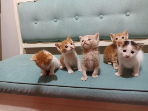 Anneleri ölen kedilere yuva arıyoruz