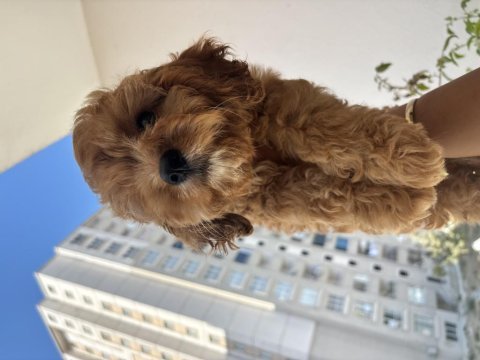 Maltipoo yavrumuz üst kalite