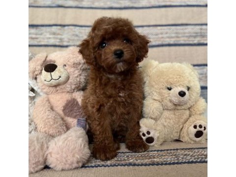 Kızıl kahve mükemmel toy boy poodle