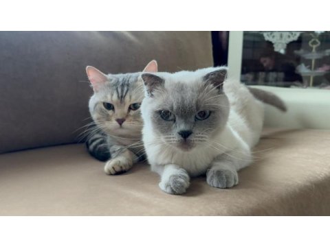 Scottish fold british shorthair yavrular