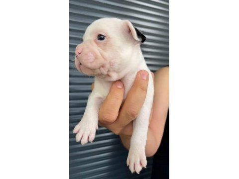 French bulldog yavrular , balıkesir / merkez