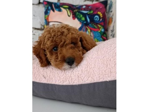 Poodle çift renk