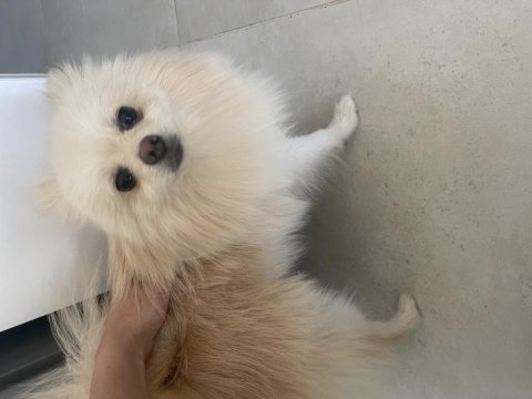 6.7 aylık erkek pomeranian