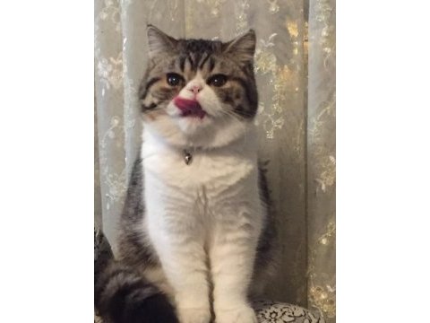 Yetişkin sahiplendirilecek safkan exotic shorthair