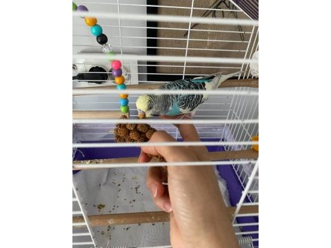 Ücretsiz sahiplendirme genç dişi muhabbet kuşu