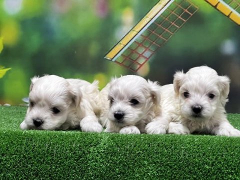 Resmi üreticiden maltese terrier yavrular