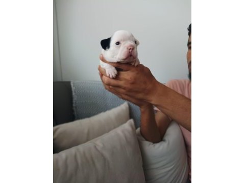 Full maske french bulldog bebekler