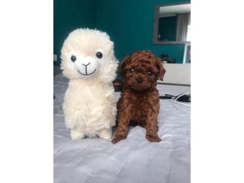 Özel toy poodle yavruları