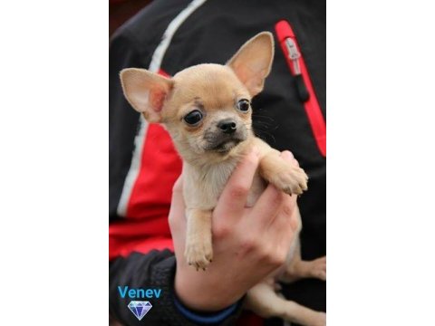 Irk garantili chihuahua yavruları