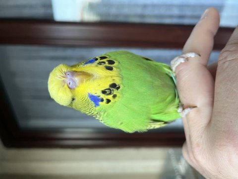 3 aylık orjinal erkek show jumbo muhabbet kuşu yavru