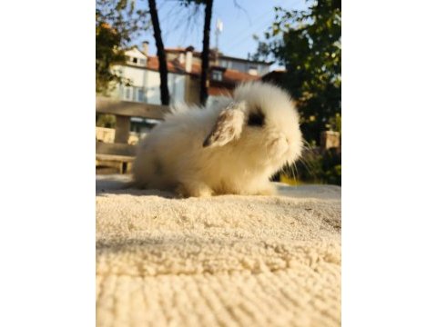 Tavşan yavruları aynı gün set halinde teslim edilir