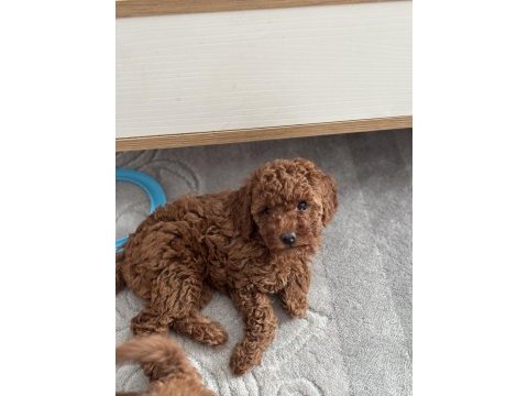 Ukrayna şecereli toy poodle