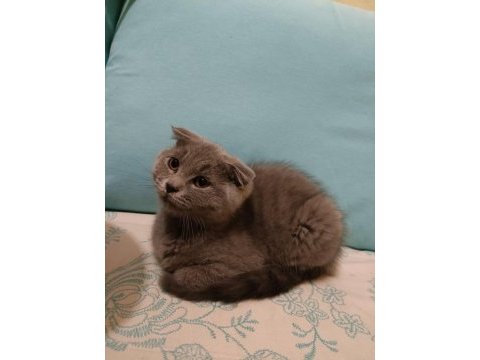 Scottish fold erkek yavrumuz oyuncu ve sağlıklı ücretli