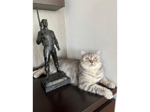 British shorthair yavrumuza yeni bir aile arıyoruz