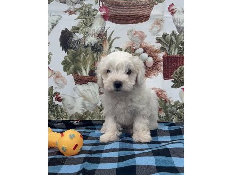 Kar tanesi maltese terrier