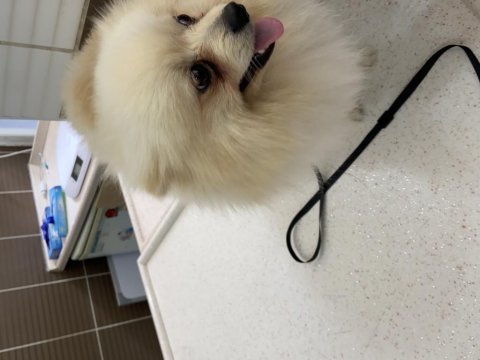 5 aylık pomeranian boo