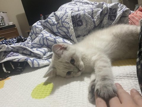 5 aylık dişi british shorthair