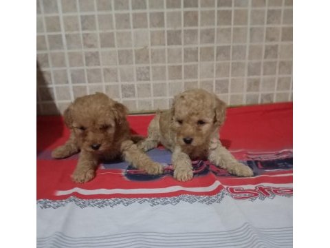 Poodle yavrularımız mini ve toy boy renk renk