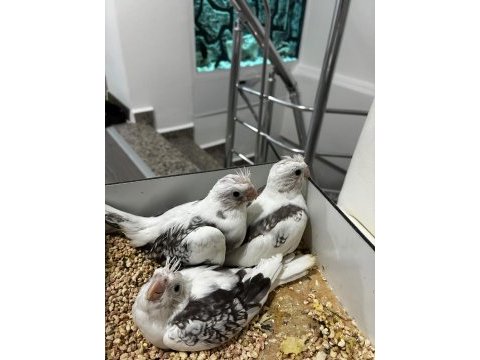 3.5 aylık bılezıklı erkek sultan papağanı