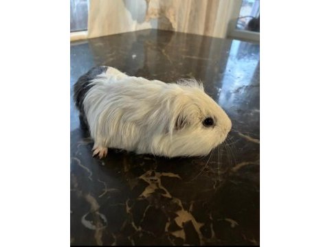 Erkek yetişkin guinea pig