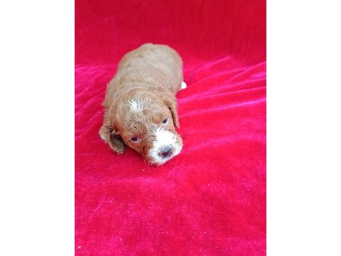 Maltipoo yavrular
